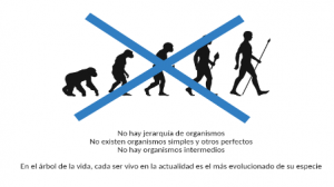 Genética evolutiva: sí, venimos del mono